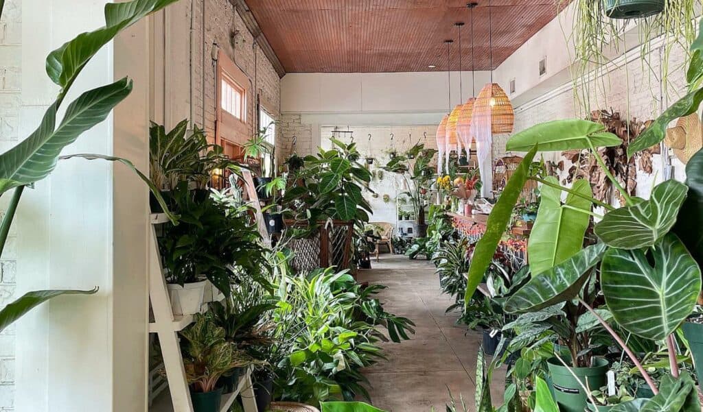 Inside a plant shop. Ladder shelves display rows of snake plants. A series of Edison bulbs hang over the front register. Big green leaves are visible in the foreground. 